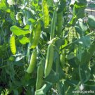 Wando Pea Seeds