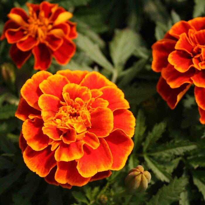 Janie Flame Marigold Seeds