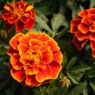 Janie Flame Marigold Seeds
