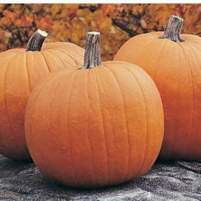 Big Jack O Lantern Pumpkin Seeds