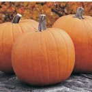 Big Jack O Lantern Pumpkin Seeds