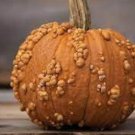 Grizzly Bear Pumpkin Seeds