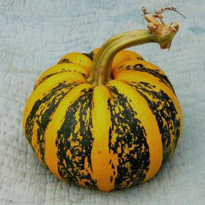 American Tondo Pumpkin Squash Seeds