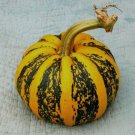 American Tondo Pumpkin Squash Seeds