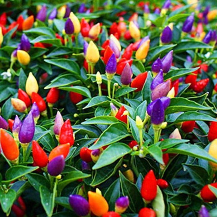 Chinese 5 Color Pepper Seeds