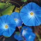 Heavenly Blue Morning Glory Vine Seeds