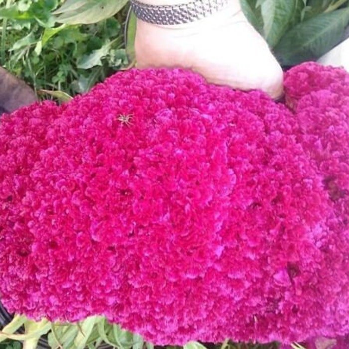 Hot Neon Purple Brain Head Celosia Seeds