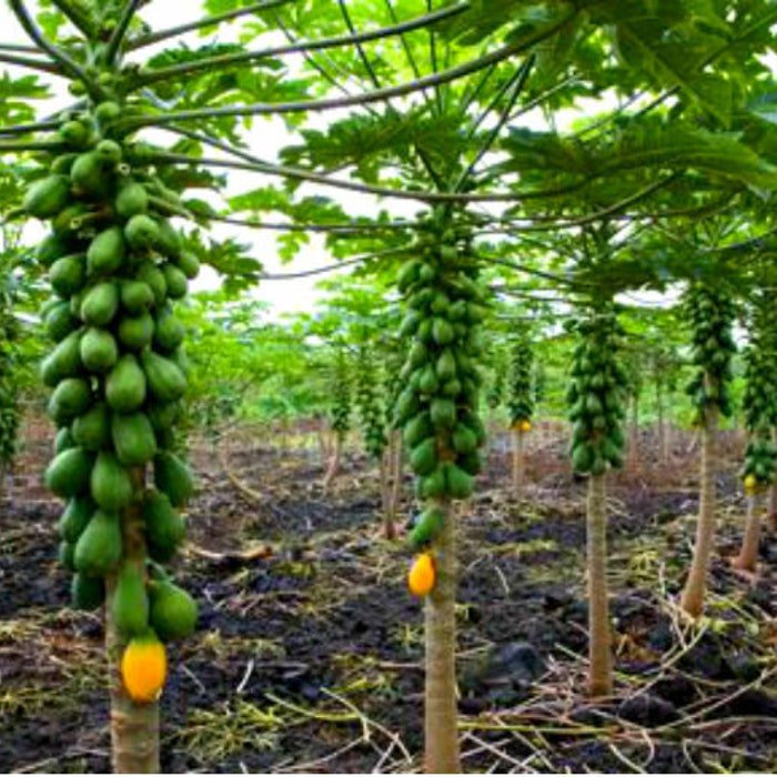 Dwarf Solo Papaya Seeds