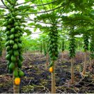 Dwarf Solo Papaya Seeds