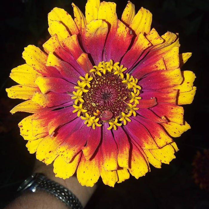 Carousel Zinnia Seeds