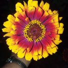Carousel Zinnia Seeds