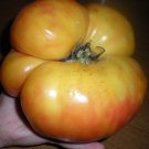 Yellow German Mammoth Tomato Seeds