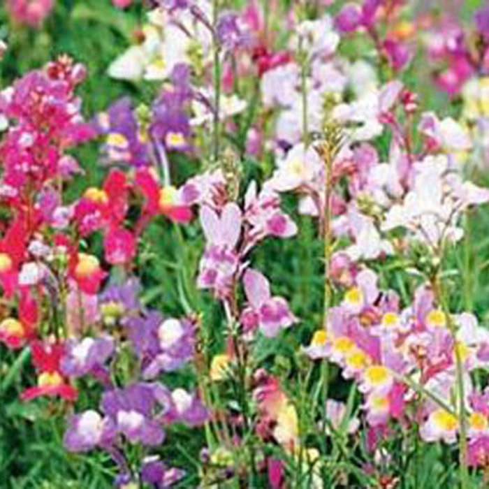 Spurred Snapdragon Seeds