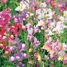 Spurred Snapdragon Seeds