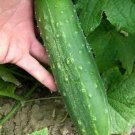 Straight 8 Cucumber Seeds