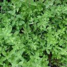 Sweet Marjoram Seeds