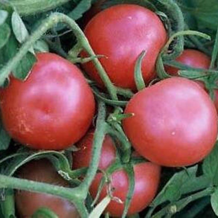 Pink Ping Pong Tomato Seeds