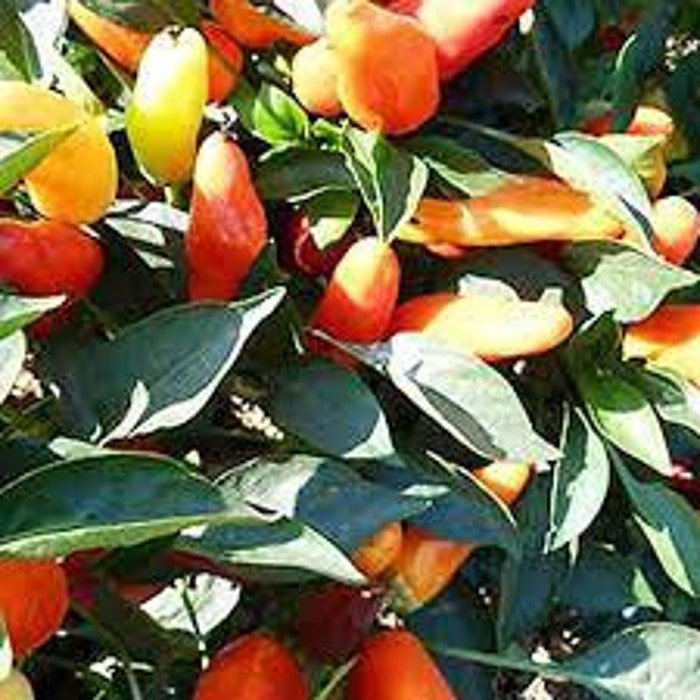 Sweet Pickle Pepper Seeds