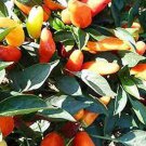 Sweet Pickle Pepper Seeds