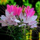 Pinkwhite Bicolor Cleome Spider Flower Seeds