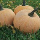 Winter Luxury Pumpkin Seeds