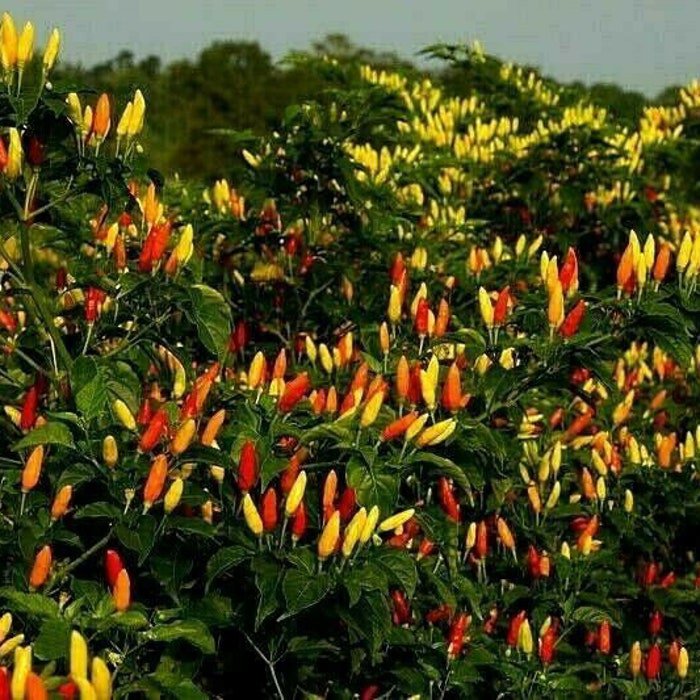 Rainbow Tabasco Pepper Seeds