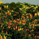 Rainbow Tabasco Pepper Seeds