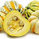 Carnival Squash Seeds
