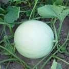 Sweet Green Flesh Honeydew Seeds