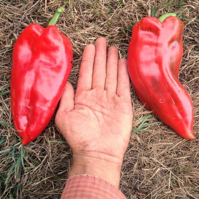 Ajvarski Pepper 15 Seeds Huge Sweet Peppers