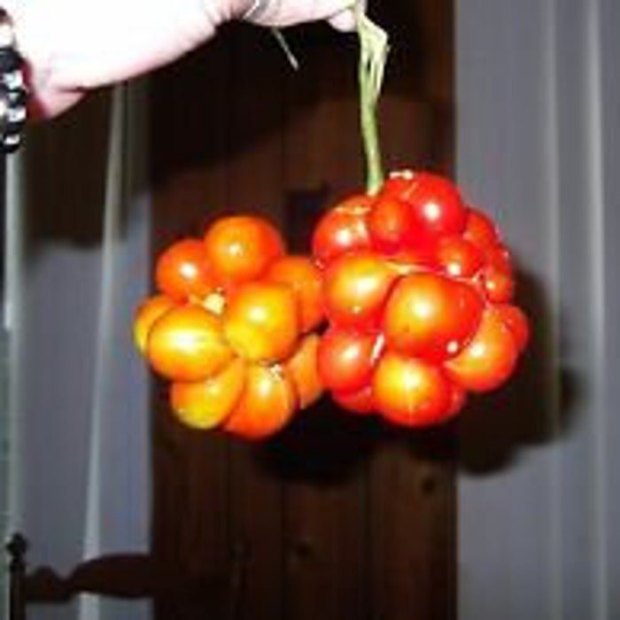 TravelerS Tomato Seeds