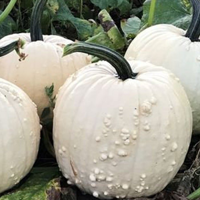Spectar Pumpkin Seeds
