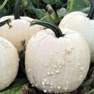 Spectar Pumpkin Seeds