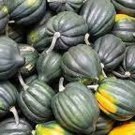 Table Queen Winter Squash Seeds