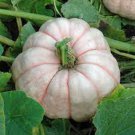 Porcelin Doll Pumpkin Seeds