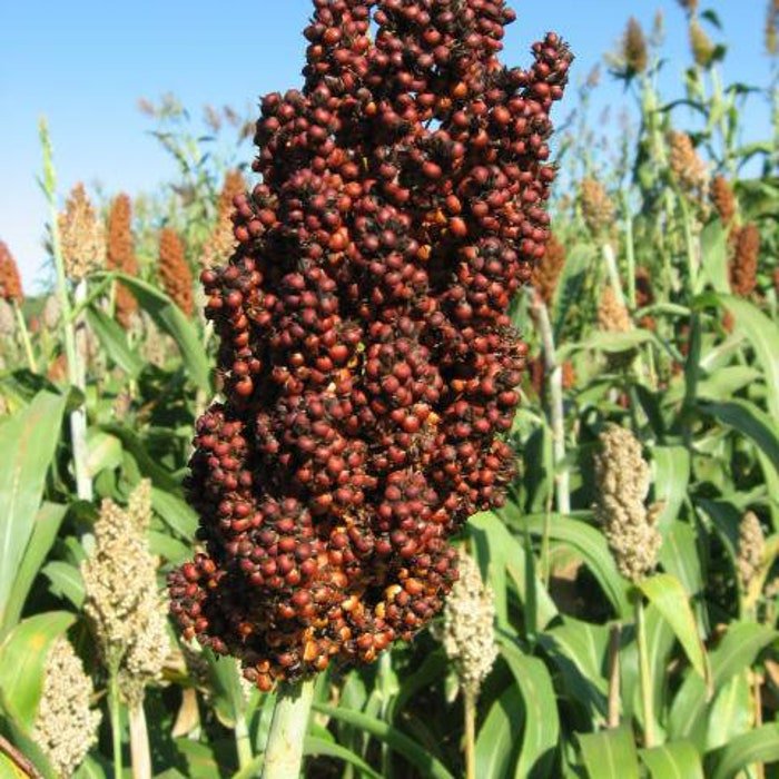 RedS Red Sorghum Seeds
