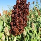 RedS Red Sorghum Seeds