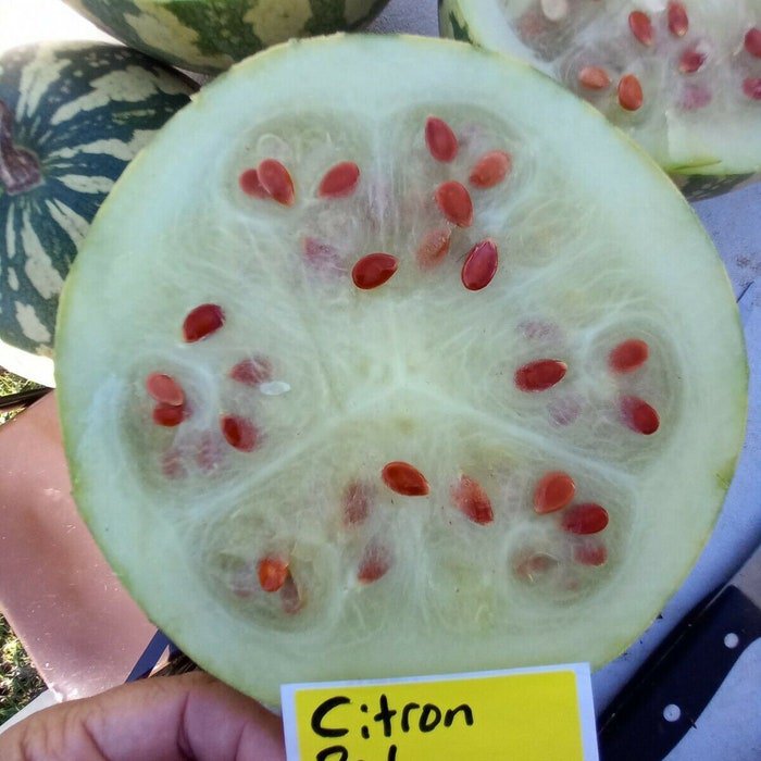 Citron Red Seeded Watermelon Seeds