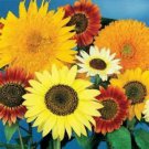 Mix Of Multihead Ornamental Sunflowers Seeds Many Colors