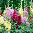 Summer Carnival Hollyhock Seeds Bloom 1St Year From Seeds
