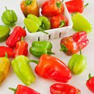 Cajun Bell Pepper Seeds