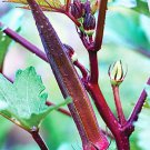 Beautiful Burgundy Okra Seeds