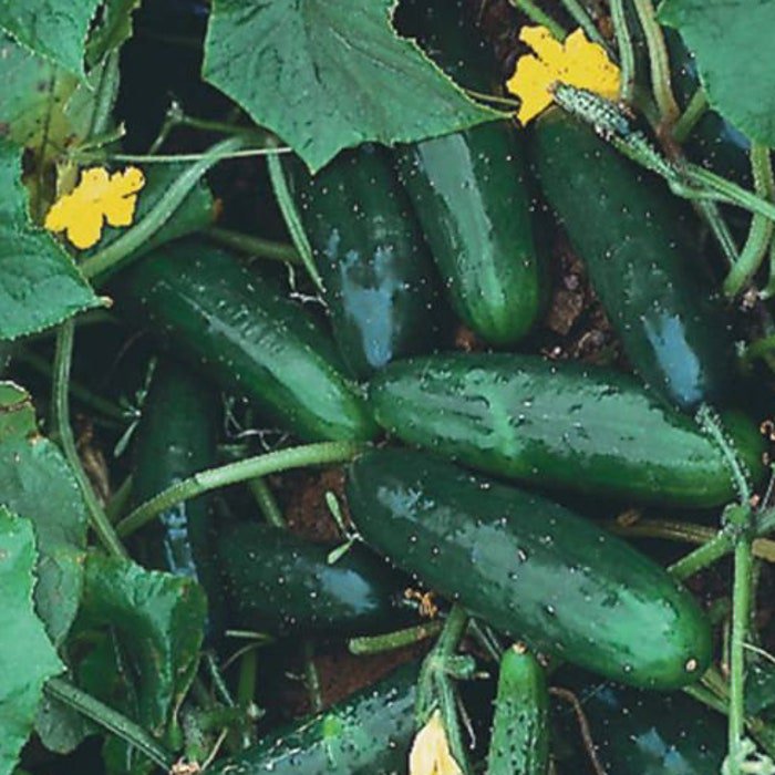 Marketmore Cucumber Seeds