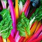 Bright Light Swiss Chard Seeds