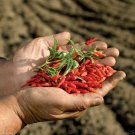 Birds Eye Chili Pepper Seeds