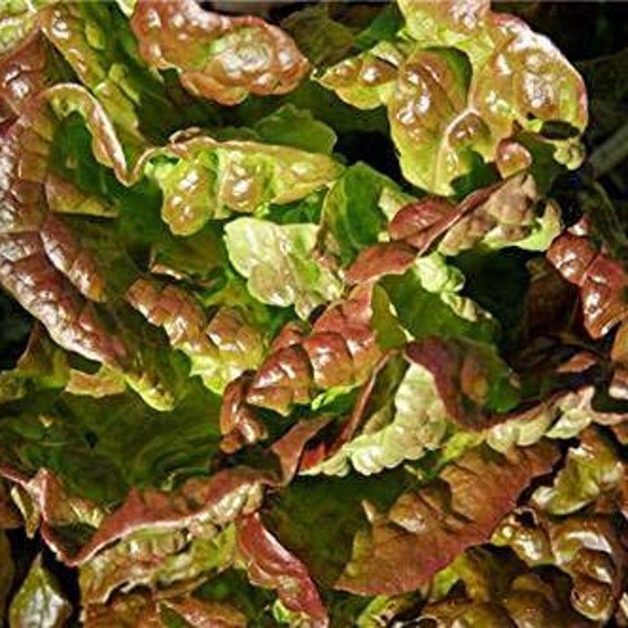 Bronze Mignonette Butterhead Lettuce Seeds