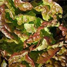 Bronze Mignonette Butterhead Lettuce Seeds