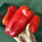 La Rouge Royale Sweet Pepper Seeds