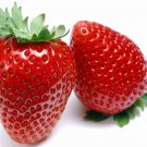 Eversweet Strawberry 25 Seeds Super Sweet & Bears Fruit All Summer