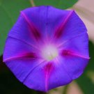 Wholesale Lot 100 Seeds Purple With Red Star Morning Glory Vine Seeds